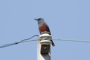 イソヒヨドリ　雄